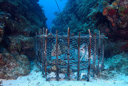 fish trap placed at spawning aggregation site by holders of special fishing permit, has caught four Nassau groupers, Epinephelus striatus ( Endangered Species ), Lighthouse Reef Atoll, Belize, Central America ( Caribbean Sea )