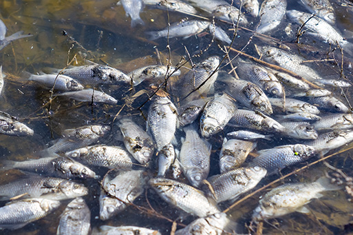 water quality and dead fish, fish kill