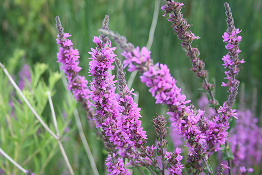 Purple Loosestrife Invasive Species