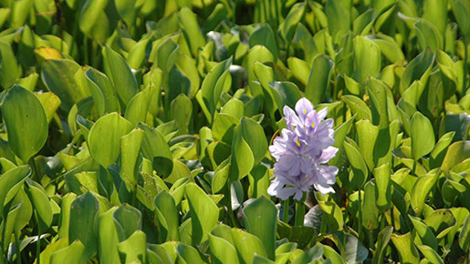 Water Hyacinth Invasive Species