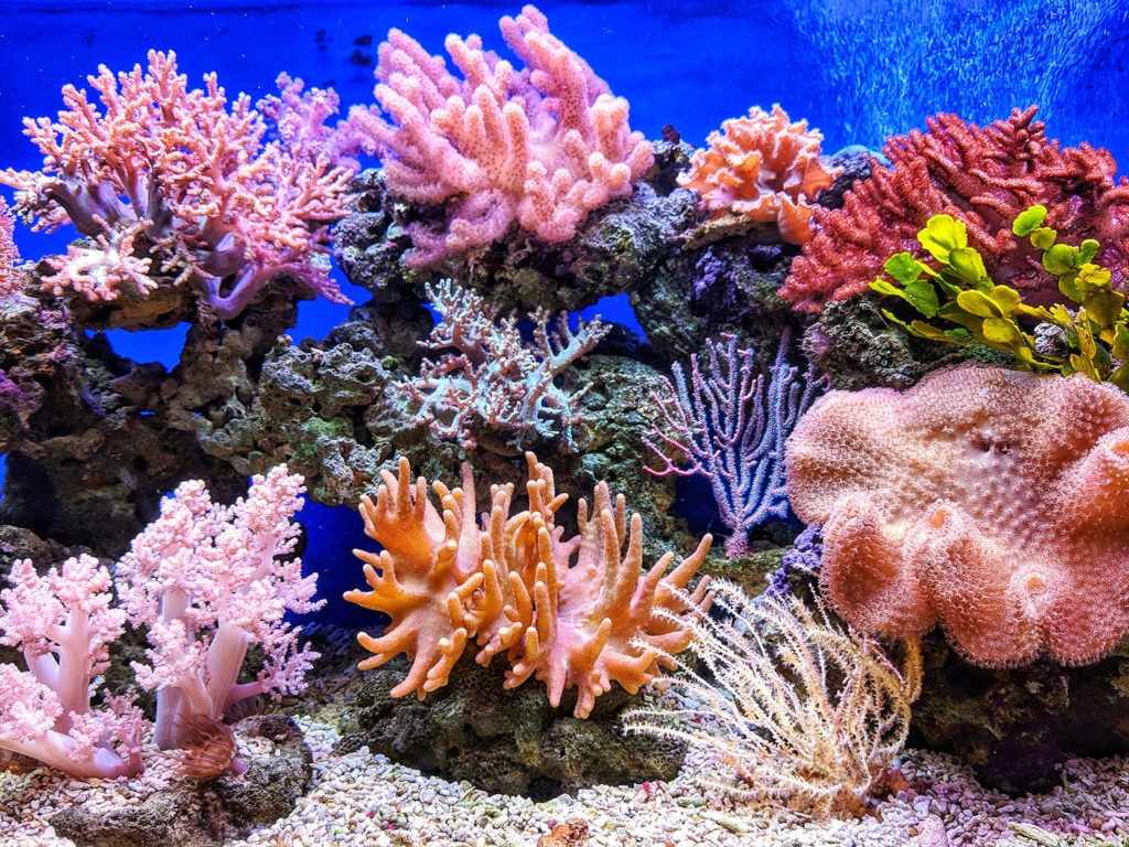 Coral gardening is one approach to rebuild natural reefs.