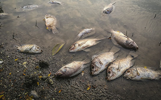 Fish kills can be a result of bad water quality and high pollution levels.