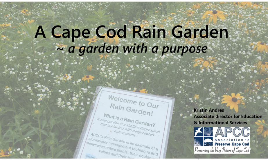 A Cape Cod Rain Garden